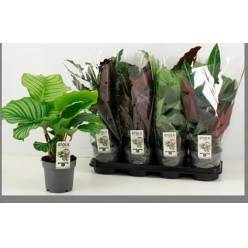 P. Calathea Mixta 4 Varied. Srt. 14/45cm x 8