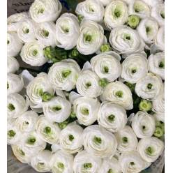 Ranunculos Italia "Cloni Extra" Blanco 45cm