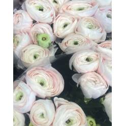 Ranunculos Italia "Cloni Extra" Hanoi 45cm