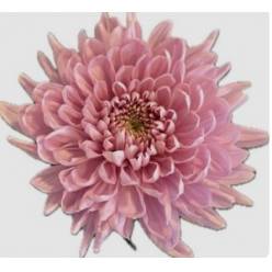 Uniflor Ecu. Primavera Rs.