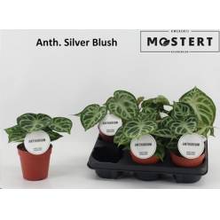 P. Anthurium Silver Blush 12/25cm x6