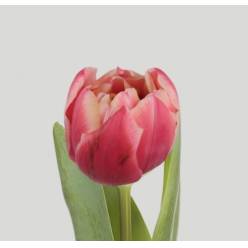 Tulipan Nac. Doble Columbus 40cm Bic.