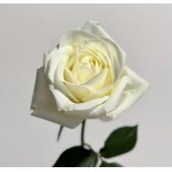 Rosa Col. Sugar Doll 40cm Bl.