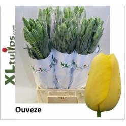 Tulipan Frances Auveze 60cm Am.