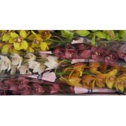 Cymbidium Mixta 80cm " Bajo  "