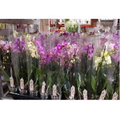 P. Phalaenopsis Mf Mixta 5Kl 12/55cm 2T x12