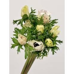 Anemona Italia Mistral Blanca 45cm "Extra"