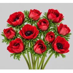 Anemona Italia Mistral Roja 45cm "Extra"