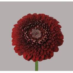 Gerbera Mini Hol. Pomponi Black Pearl "T20"