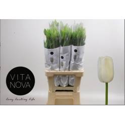 Tulipan Frances Maureen 70cm Bl.