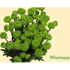 Margarita Col. B. Green Whatsapp