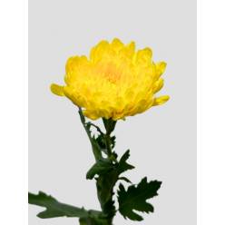 Uniflor Col. Yellow Bernal