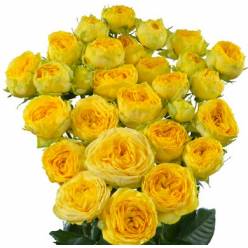 Ramificada Gol Trendsetter 60cm Ama.