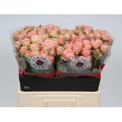 Ramificada Romantic Irischka 60cm