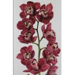 Cymbidium Charlotte 80cm