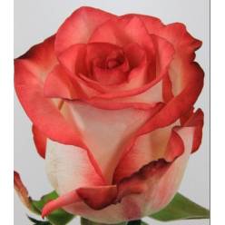 Rosa Col. Blush 60cm