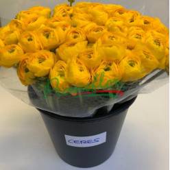 Ranunculos Italia "Cloni Extra" Amarillo 45cm