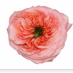 Rosa Ecu. Mandarin Xpression 40cm