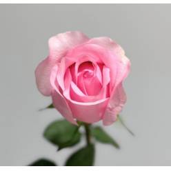 Rosa Col. Sanoli 50cm Rs.