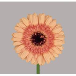 Gerbera Mini Hol. Oreo "T20"