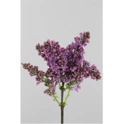 Lilas Ruhm Von Horstenstein 50cm 4bl