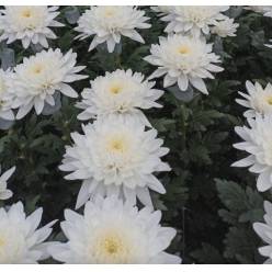 Uniflor Col. Cremon White