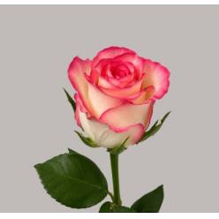 Rosa Hol. Jumilla 55cm