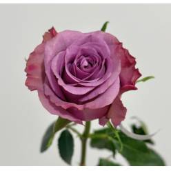 Rosa Ecu. Govinda 60cm