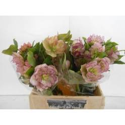 Helleborus Doble Ellen Picotee 40cm