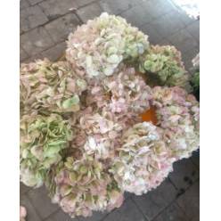 Hortensia Jumbo Antic Green 60cm 19/20 "CC20"