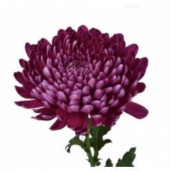 Uniflor Col. Cremon Purple