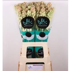 Nardos Hol. Epic Elvy 70cm Bl.