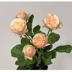 Ramificada Gen Trendsetter 70cm (7 Dias - 2)