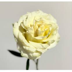 Rosa Ecu. Dynamic 80cm