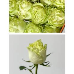 Rosa Ecu. Lemonade 80cm