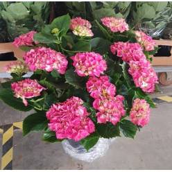 P. Hortensia Nac. Rosa 20/60cm x5  -Mesado-