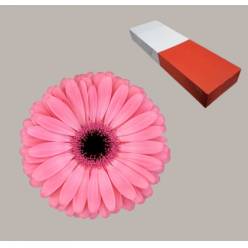 Gerbera Hol. Joyride "T25"