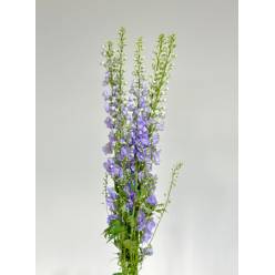 Delphinium Nac. Malva 120cm (7 Dias - 2�)