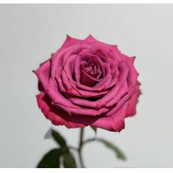 Rosa Ecu. Blueberry 50cm  (7 Dias - 2)