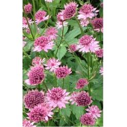 Astrantia Roma 40cm "T25"