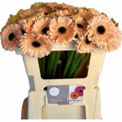 Gerbera Mini Hol. Espresso Cr. "T20"