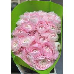 Ranunculos Hol. Su Hanoi 45cm 40gr "T40"