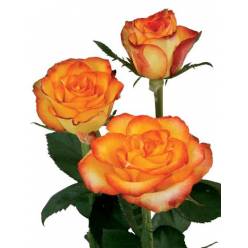 Rosa Ecu. High Magic 80cm