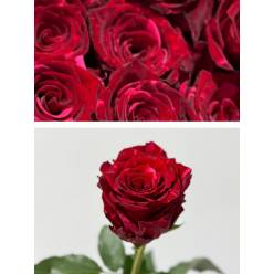Rosa Ecu. Red Panther 90cm