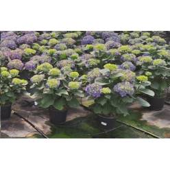 P. Hortensia Nac. Azul 20/60cm x5 -Mesado-