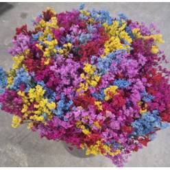 Limonium Nac. Pintado Harlekin "T25"