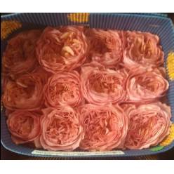 Rosa Ecu. Candy Xpression 50cm