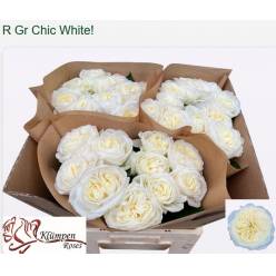 Rosa Hol. Chic White! 50cm