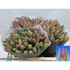 Tulipan Hol. Wifi 40cm Mlv.