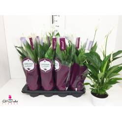 P. Spathyfilium Strauss 13/55cm x8 5F